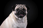 pug portrait in front of black background