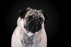 pug portrait in front of black background