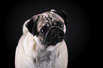 pug portrait in front of black background