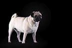 pug in front of black background