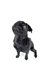 black pug puppy in front of black background