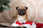 pug between christmas decoration