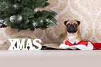pug between christmas decoration