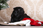 pug between christmas decoration