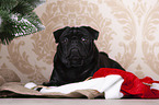 pug between christmas decoration
