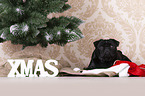 pug between christmas decoration
