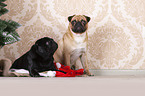pugs in christmas decoration