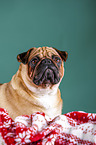 pug between christmas decoration