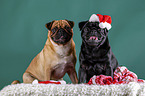 pugs in christmas decoration