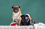 pugs in christmas decoration