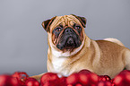 pug between christmas decoration