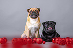 pugs in christmas decoration