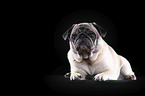 old pug