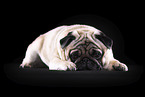 pug in front of black background