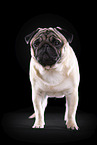 pug in front of black background