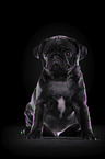 young black pug in front of black background
