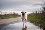 Pug in a puddle