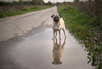 Pug in a puddle