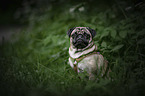 Pug portrait