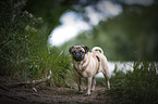 standing Pug