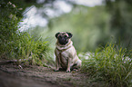 sitting Pug