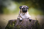 Pug