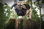 standing Pug