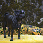 pug