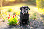 sitting Pug