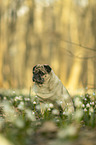 sitting pug