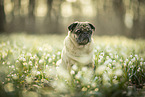 sitting pug