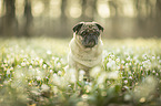 sitting pug