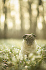 sitting pug