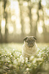 sitting pug