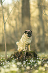 sitting pug