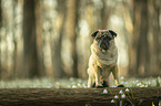 pug