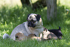 female Pug with puppies