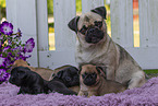 female Pug with puppies