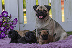 female Pug with puppies