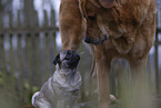 pug