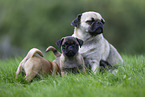 female Pug with puppies