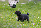 Dalmatian with pug puppy