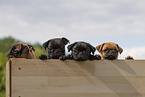 Pug puppies