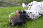 Dalmatian with pug puppy