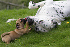 Dalmatian with pug puppy