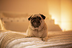 Pug on bed