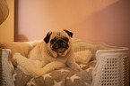 Pug lying in his basket