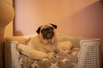 Pug lying in his basket