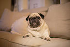 Pug in the apartment
