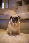 Pug in the apartment